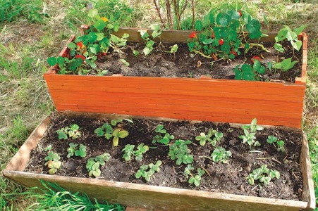 GARDENING: &lsquo;CAN BLUEBERRIES GROW IN HARIPUR?&rsquo;