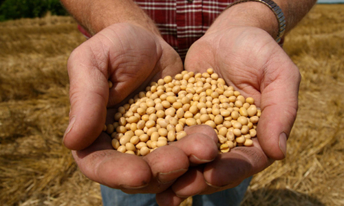 US to help Pakistan introduce genetically-engineered corn