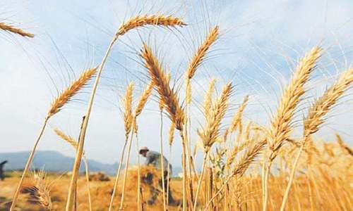 Sindh imposes ban on interprovincial movement of wheat
