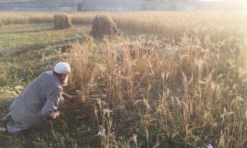 Wheat harvest begins in Bajaur