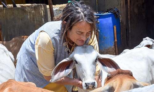 German with 1,800 cows allowed to stay in India