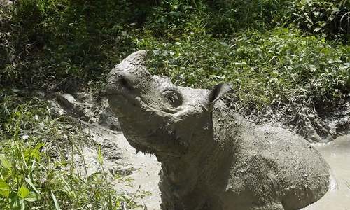 Malaysia's last male Sumatran rhino dies: officials