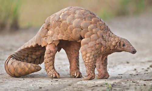 Pakistan&rsquo;s pangolins fall victim to Chinese demand