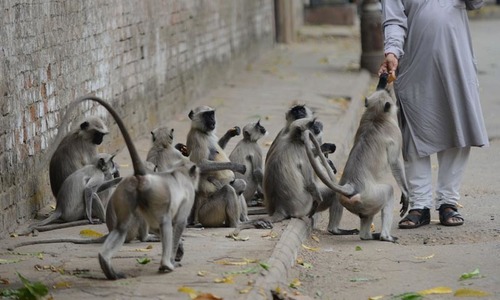 Heatstroke kills monkeys as India suffers in searing temperatures Heatstroke kills monkeys as India suffers in searing temperatures