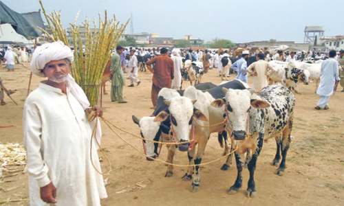 Organising the meat supply chain