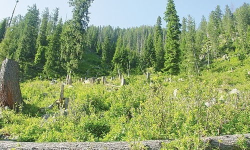 Billion tree project at risk in KP's tribal districts