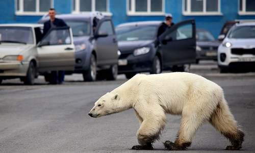 Polar bear spotted in Russian city, far from normal habitat