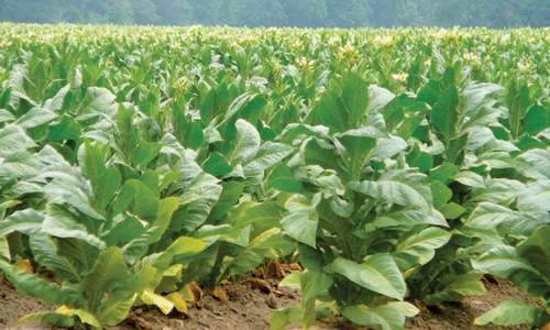 Tobacco growers welcome decision to abolish Rs300 tax on crop