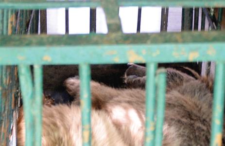 Injured female brown bear struggling for life in Marghazar Zoo