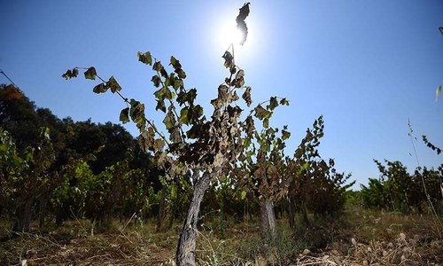 Rising heat stress could cost 80m jobs by 2030: UN