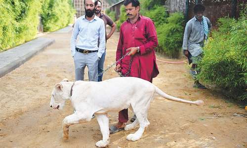 Big cats of Instagram: Pakistani elite’s love of exotic wildlife Big cats of Instagram: Pakistani elite’s love of exotic wildlife
