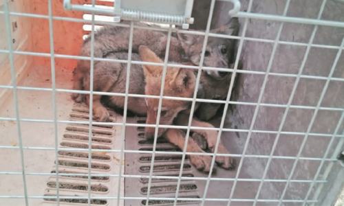 IWMB rescues three wolf pups