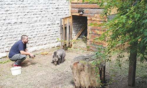Orphaned baby bear finds home in Sarajevo zoo