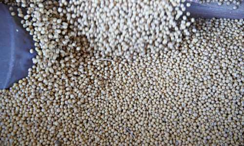 China&rsquo;s soybean crushers in no rush to buy from US despite Beijing tariff offer