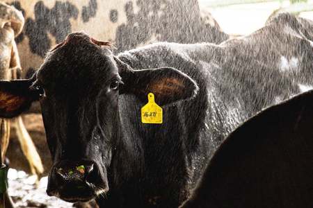 PHC stays issuance of cattle export permits until Eid PHC stays issuance of cattle export permits until Eid