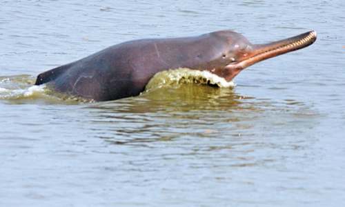 Zoo conducts postmortem of blind Indus dolphin