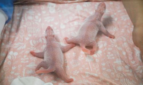 Rare baby panda twins born at Belgian zoo