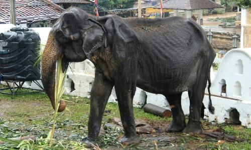Sri Lanka probes elephant cruelty at Buddhist parade