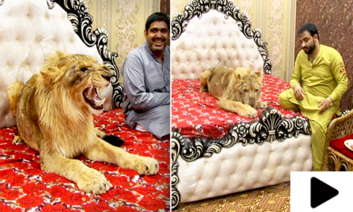 ملتان کے نوجوان کا نرالا شوق