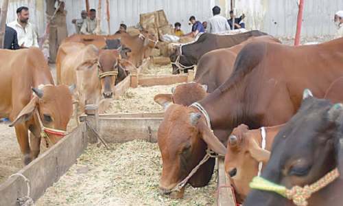 Animal census and Baqra Eid trade Animal census and Baqra Eid trade