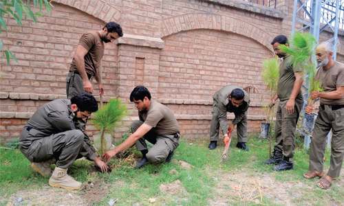 Over five million saplings to be planted in KP