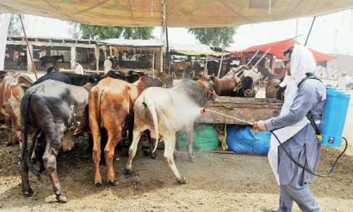 Farmers take a hit as Eid economy sinks