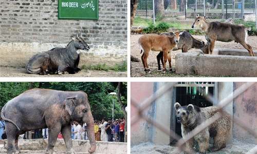 MCI files petition in SC against high court order of handing over zoo to ministry
