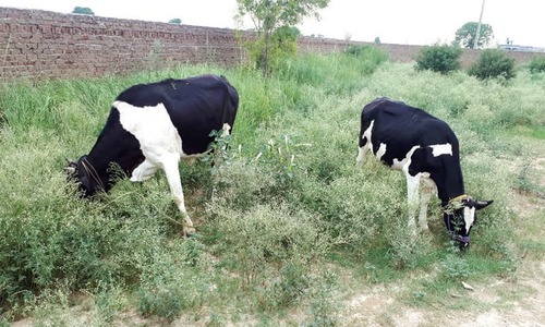 Punjab succumbs to the invasion of parthenium