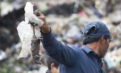 Initiative to make Karachi rabies-free launched