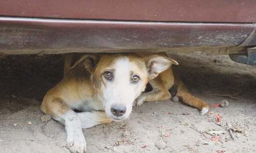 DMCs express helplessness in capturing stray dogs in city