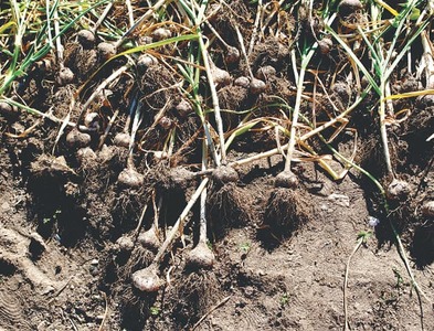 GARDENING: GARLIC GALORE