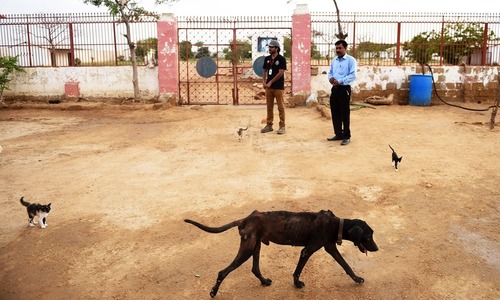 SHC orders formation of task force to address stray dogs&rsquo; issue