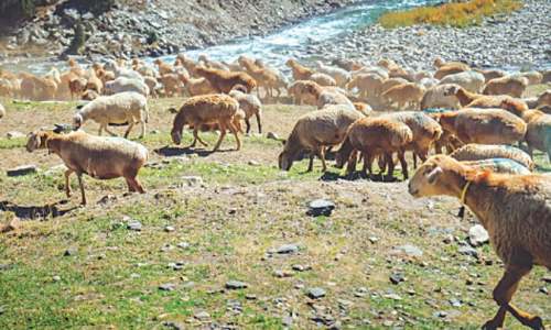 Pinning hopes on agriculture Pinning hopes on agriculture