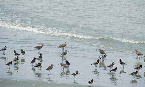 Urbanisation, pollution wiping out Karachi&rsquo;s wildlife