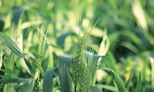 Story of missed agriculture targets being repeated Story of missed agriculture targets being repeated