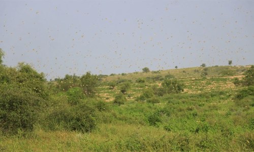 &lsquo;Expired pesticide aggravated locusts attack situation&rsquo;