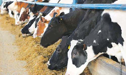 Balochistan all set for livestock expo on 18th