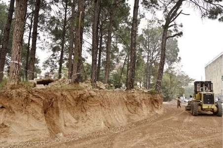 CDA may have to fell nine adult pines to construct interchange CDA may have to fell nine adult pines to construct interchange