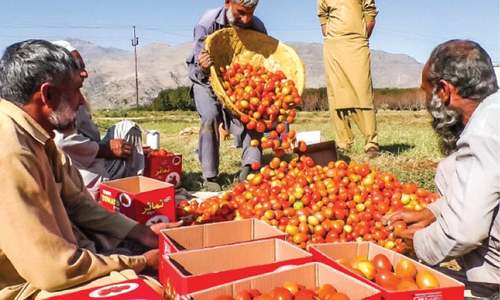 Swat tomato growers earning huge profits