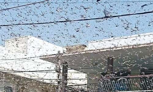 Govt allocates Rs500m to control locust attack, NA body informed