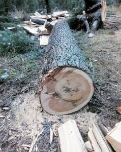 Timber smuggling goes unchecked in Upper Dir