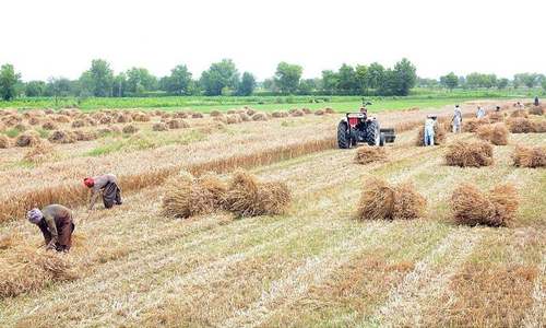 ECC rejects further increase in wheat support price
