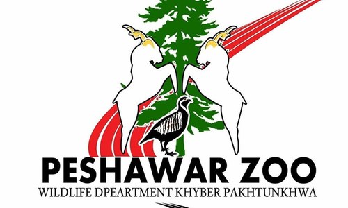 Elephants import for Peshawar Zoo in limbo over NOC issue