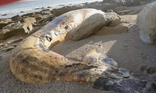 Whale dies after getting entangled in fishing net near Jiwani Whale dies after getting entangled in fishing net near Jiwani