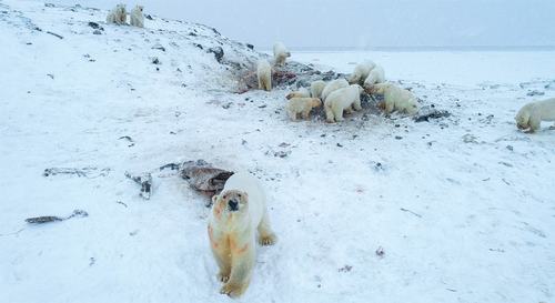 Weak Arctic ice sees 56 polar bears descend on Russian village Weak Arctic ice sees 56 polar bears descend on Russian village