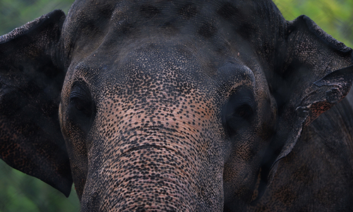 PHC seeks ministry, zoo admin&rsquo;s response in elephant import case