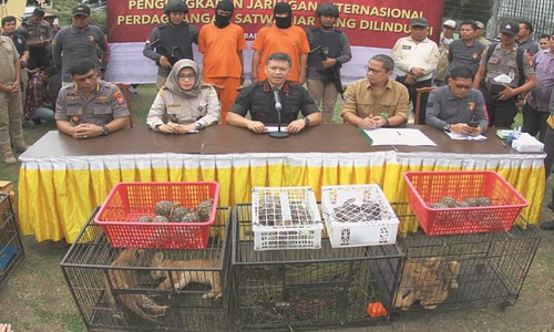 Indonesia nabs two suspected smugglers of leopard, lion cubs