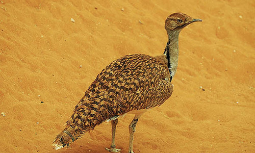 Special houbara hunting permits issued to Bahrain king