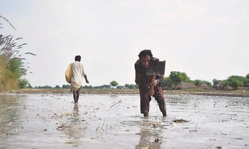 Sindh ramps up efforts to achieve farm sector sustainability