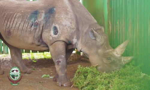 &lsquo;World&rsquo;s oldest rhino&rsquo; dies in Tanzania at 57